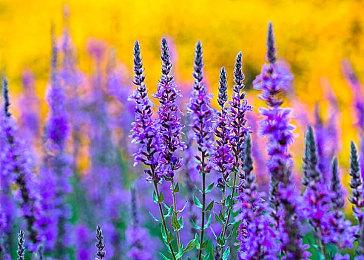 传索尼圣莫尼卡正开发一个科幻游戏